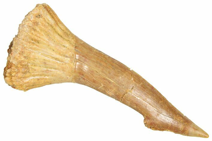 Fossil Sawfish (Onchopristis) Rostral Barb - Morocco #366710